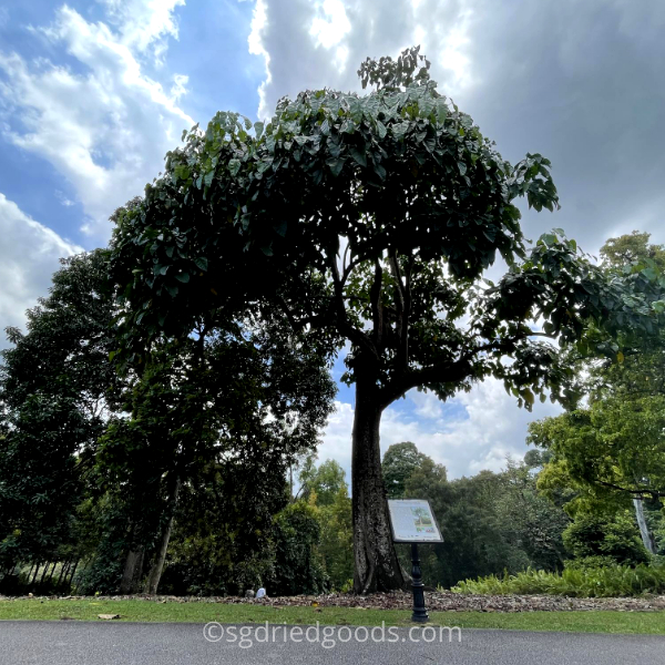 Buah Keluak Tree In Singapore