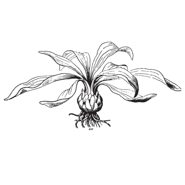 Liliaceae lily Bulb